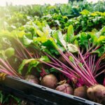 مبيدات فطريه